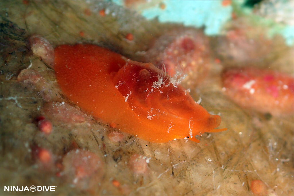 貸し切り プライベート チャーターボート ボートチャーター ファンダイビング ボートダイビング ビーチダイビング ナイトダイビング ナイトダイブ グアム ダイビング ビギナー 初心者 少人数 ダイビングショップ グアム キンチャクガニ 貝 トガリモエビ マクロ