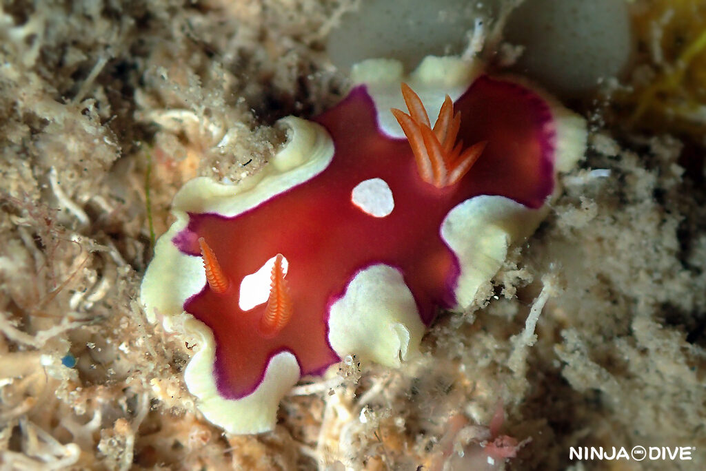 NINJA DIVE 忍者ダイブ 貸し切り プライベート チャーターボート ボートチャーター ファンダイビング ボートダイビング ビーチダイビング ナイトダイビング ナイトダイブ グアム ダイビング ビギナー 初心者 少人数 ウミウシ ダイビングショップ グアム シロウサギウミウシ スナチゴミノウミウシ キベリアカイロウミウシ