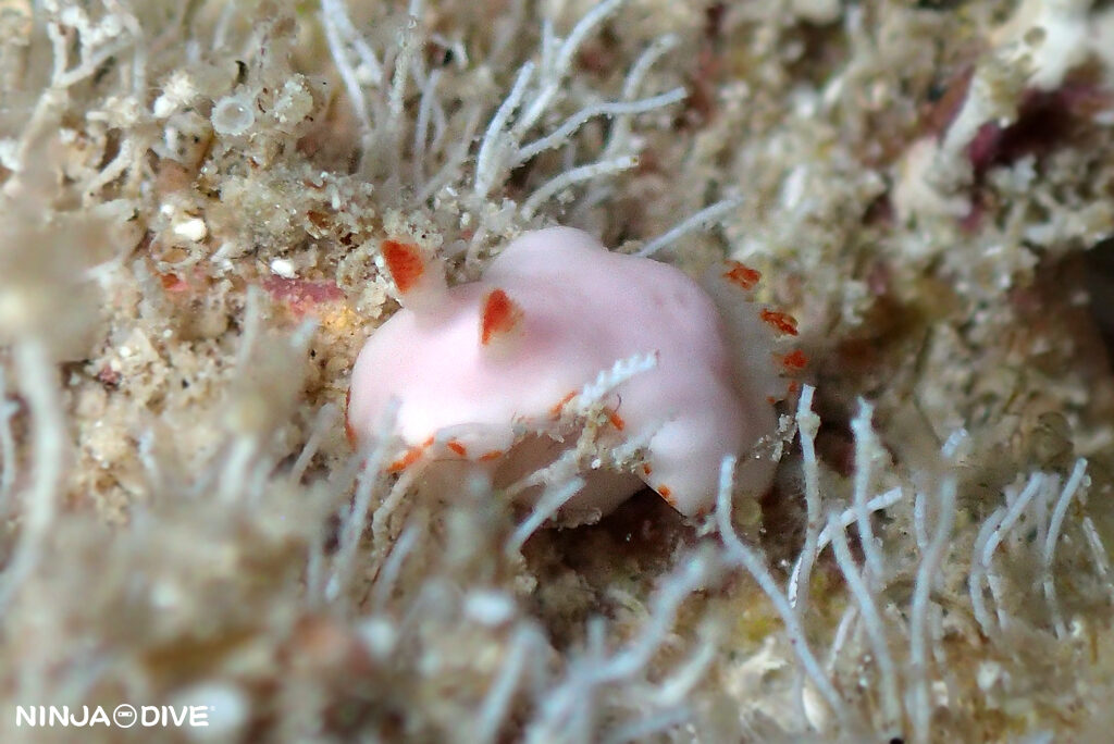 NINJA DIVE 忍者ダイブ 貸し切り プライベート チャーターボート ボートチャーター ファンダイビング ボートダイビング ビーチダイビング ナイトダイビング ナイトダイブ グアム ダイビング ビギナー 初心者 少人数 ウミウシ ダイビングショップ グアム シロウサギウミウシ スナチゴミノウミウシ キベリアカイロウミウシ