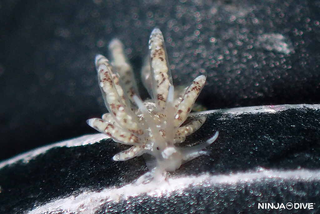 NINJA DIVE 忍者ダイブ 貸し切り プライベート チャーターボート ボートチャーター ファンダイビング ボートダイビング ビーチダイビング ナイトダイビング ナイトダイブ グアム ダイビング ビギナー 初心者 少人数 ウミウシ ダイビングショップ グアム シロウサギウミウシ スナチゴミノウミウシ キベリアカイロウミウシ