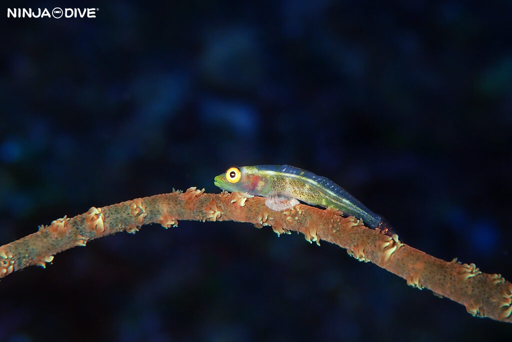 NINJA DIVE 忍者ダイブ 貸し切り プライベート チャーター ファンダイビング ボートダイビング グアム ダイビング ビギナー 初心者 少人数 ブルーホール バラクーダロック ダイビングショップ おひとりさま カップル ブランク ガラスハゼ 水中マクロ