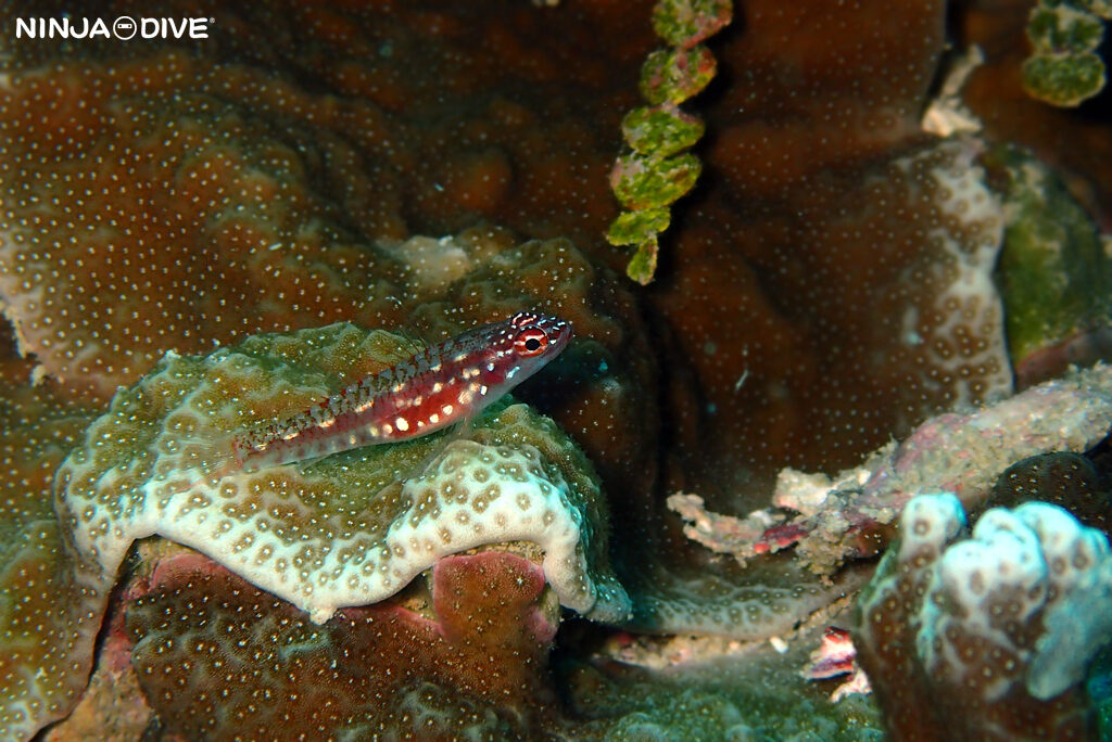 NINJA DIVE 忍者ダイブ 貸し切り プライベート チャーター ファンダイビング ボートダイビング グアム ダイビング ビギナー 初心者 少人数 ブルーホール バラクーダロック ダイビングショップ おひとりさま カップル ブランク ガラスハゼ 水中マクロ