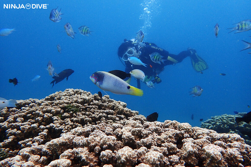NINJA DIVE 忍者ダイブ 貸し切り プライベート チャーター ファンダイビング ボートダイビング グアム ダイビング ビギナー 初心者 少人数 ダイビングショップ おひとりさま ブランク ビーチダイビング リフレッシュダイビング