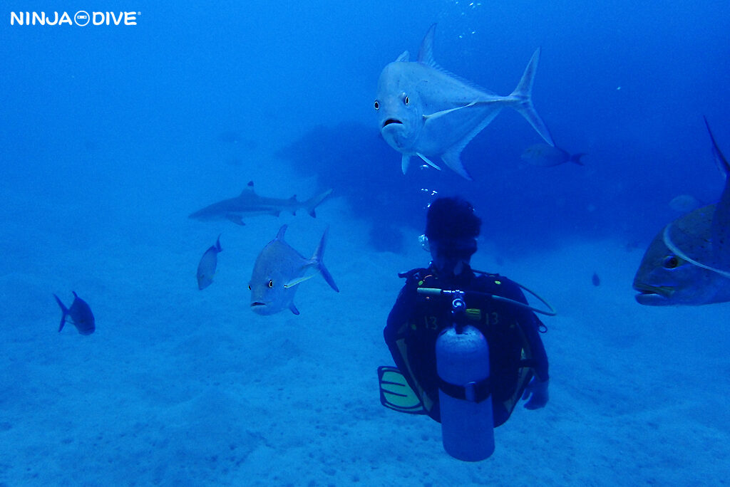 NINJA DIVE 忍者ダイブ 貸し切り プライベート チャーター ファンダイビング ボートダイビング グアム ダイビング ビギナー 初心者 少人数 ダイビングショップ おひとりさま ブランク ビーチダイビング リフレッシュダイビング