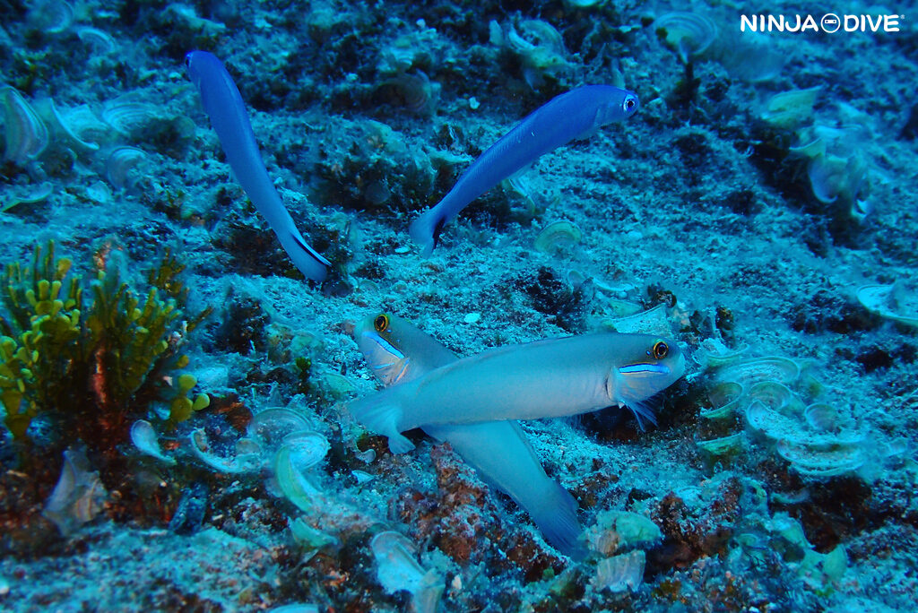 NINJA DIVE 忍者ダイブ 貸し切り プライベート ボートダイビング ビーチダイビング グアム ファンダイビング ビギナー 初心者 ダイビングショップ 水中展望台 お魚いっぱい おひとりさま ピティボムホール ブルーホール ウェスタンショールズ ハゼ 水中マクロ