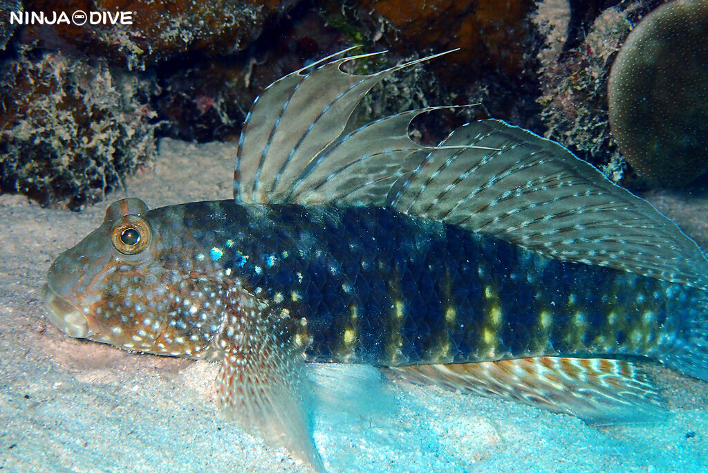 NINJA DIVE 忍者ダイブ 貸し切り プライベート ボートダイビング ビーチダイビング グアム ファンダイビング ビギナー 初心者 ダイビングショップ 水中展望台 お魚いっぱい おひとりさま ピティボムホール ブルーホール ウェスタンショールズ ハゼ 水中マクロ