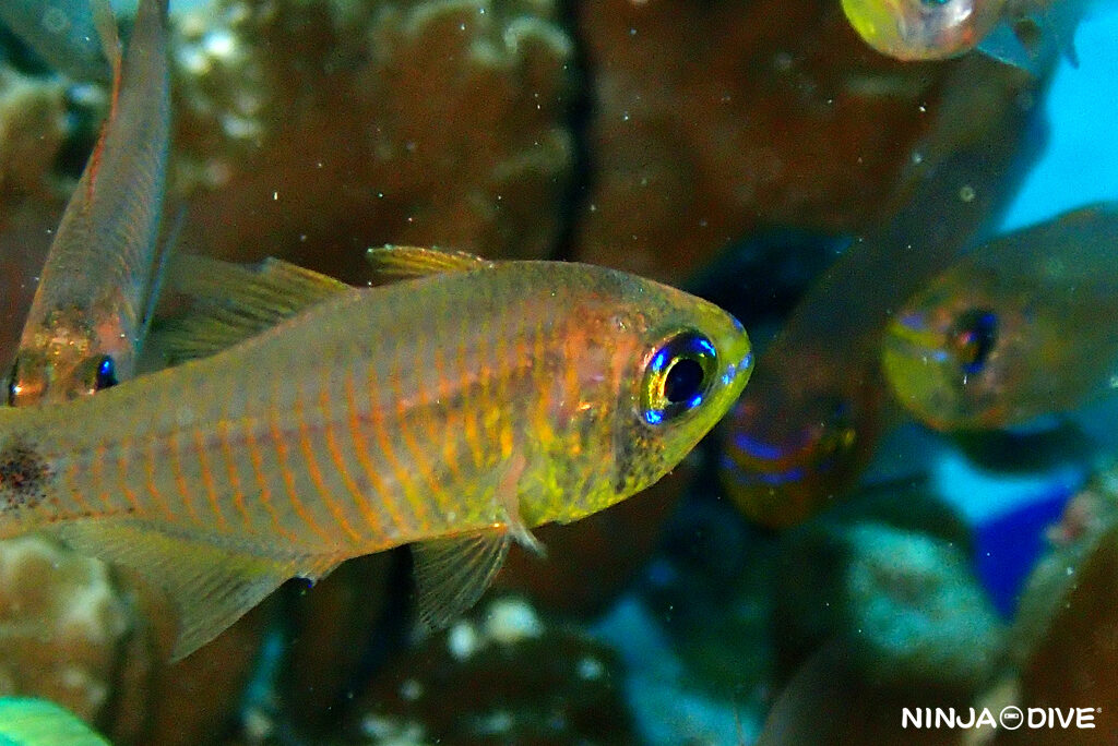 NINJA DIVE 忍者ダイブ 貸し切り プライベート ボートダイビング ビーチダイビング グアム ファンダイビング ビギナー 初心者 ダイビングショップ おひとりさま 水中マクロ アトヒキテンジクダイダマシ ヤライイシモチ 幼魚