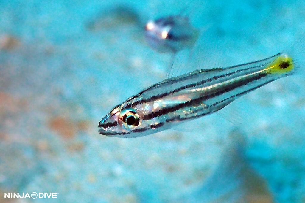 NINJA DIVE 忍者ダイブ 貸し切り プライベート ボートダイビング ビーチダイビング グアム ファンダイビング ビギナー 初心者 ダイビングショップ おひとりさま 水中マクロ アトヒキテンジクダイダマシ ヤライイシモチ 幼魚