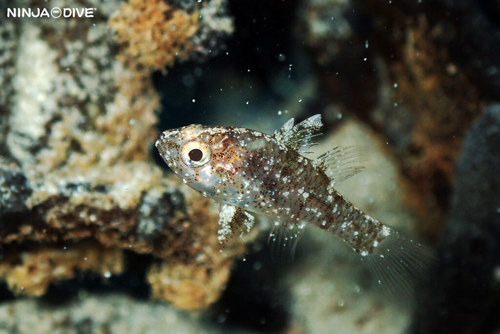 NINJA DIVE 忍者ダイブ 貸し切り プライベート ボートダイビング ビーチダイビング グアム ファンダイビング ビギナー 初心者 ダイビングショップ おひとりさま 水中マクロ アトヒキテンジクダイダマシ ヤライイシモチ 幼魚