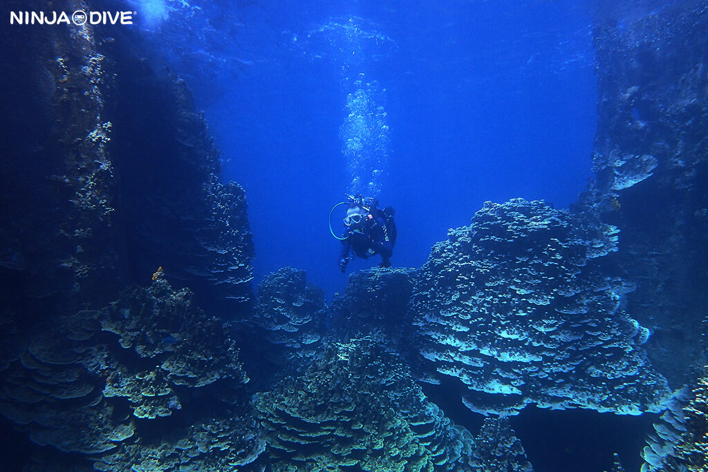 NINJA DIVE 忍者ダイブ 貸し切り プライベート チャーター ファンダイビング ボートダイビング グアム ダイビング ビギナー 初心者 少人数 クレバス セメントバージ バルボンバー レック ダイビングショップ カップル