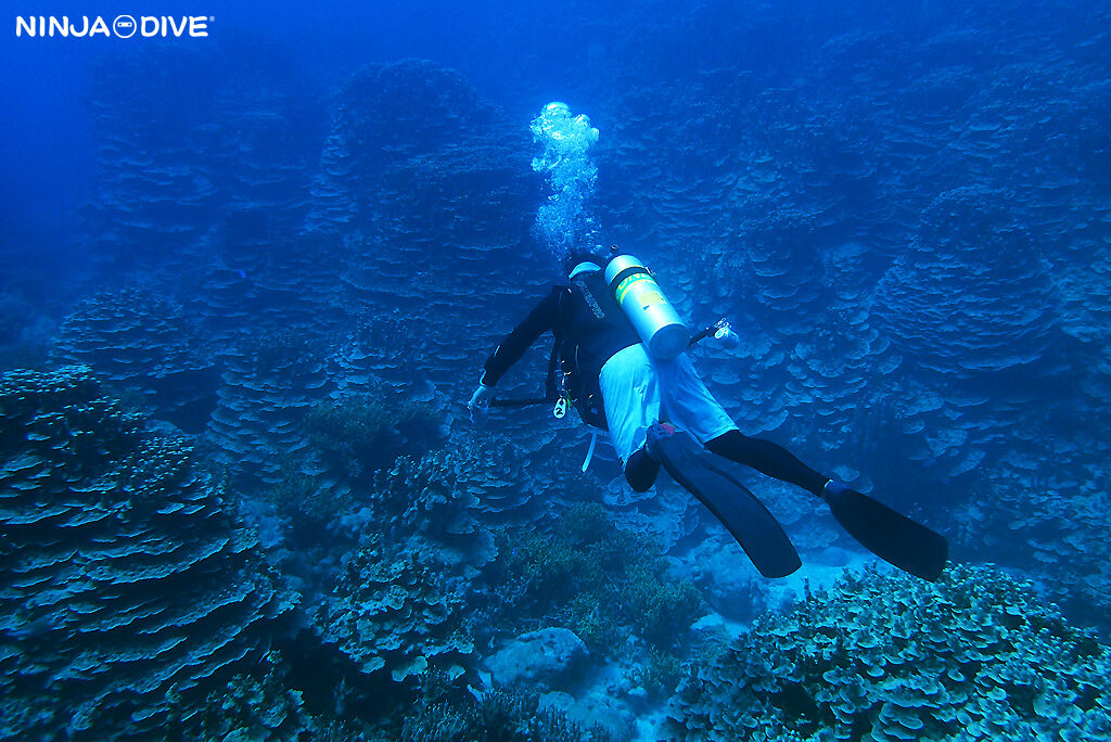 NINJA DIVE 忍者ダイブ 貸し切り プライベート チャーター ファンダイビング ボートダイビング グアム ダイビング ビギナー 初心者 少人数 ブルーホール アメリカンタンカー ダイビングショップ おひとりさま