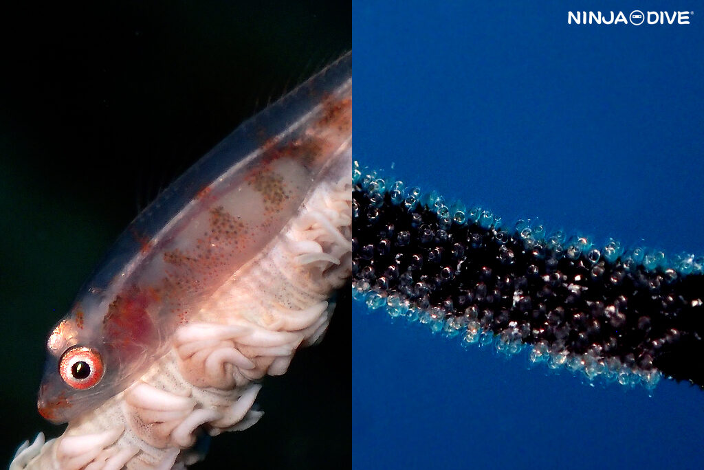 NINJA DIVE 忍者ダイブ 貸し切り プライベート チャーター ファンダイビング ボートダイビング グアム ダイビング ビギナー 初心者 少人数 東海丸 コーモラン 沈船 ダイビングショップ おひとりさま ガラスハゼ 卵塊