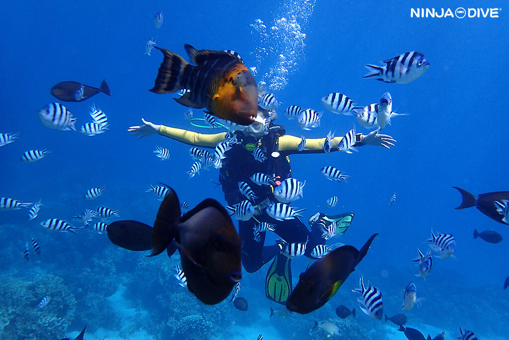 NINJA DIVE 忍者ダイブ 貸し切り プライベート チャーター ファンダイビング ボートダイビング グアム ダイビング ビギナー 初心者 少人数 ダイビングショップ ライセンス講習 オープンウォーター