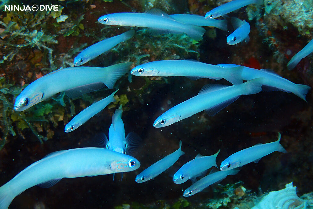 NINJA DIVE 忍者ダイブ 貸し切り プライベート ボートダイビング ビーチダイビング グアム ファンダイビング ビギナー 初心者 ダイビングショップ おひとりさま 水中マクロ イトマンクロユリハゼ サンカクハゼ ホシテンス幼魚 ツユベラ幼魚