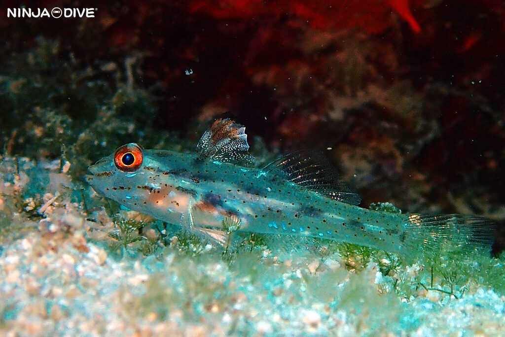 NINJA DIVE 忍者ダイブ 貸し切り プライベート ボートダイビング ビーチダイビング グアム ファンダイビング ビギナー 初心者 ダイビングショップ おひとりさま 水中マクロ イトマンクロユリハゼ サンカクハゼ ホシテンス幼魚 ツユベラ幼魚