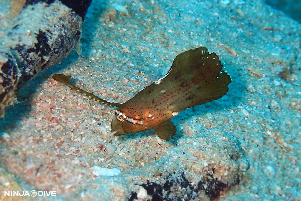 NINJA DIVE 忍者ダイブ 貸し切り プライベート ボートダイビング ビーチダイビング グアム ファンダイビング ビギナー 初心者 ダイビングショップ おひとりさま 水中マクロ イトマンクロユリハゼ サンカクハゼ ホシテンス幼魚 ツユベラ幼魚