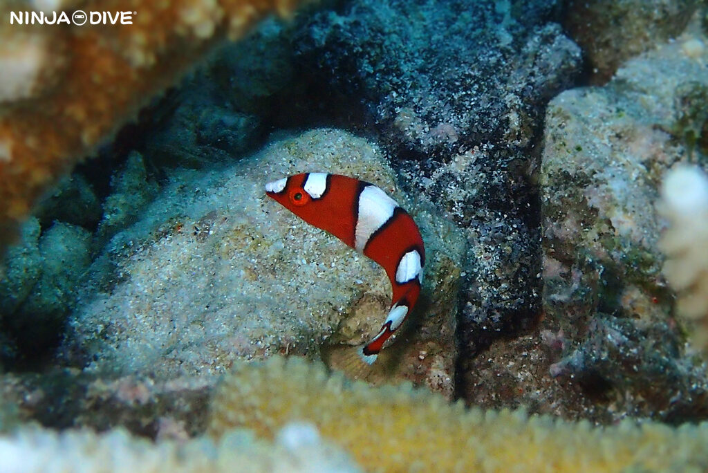 NINJA DIVE 忍者ダイブ 貸し切り プライベート ボートダイビング ビーチダイビング グアム ファンダイビング ビギナー 初心者 ダイビングショップ おひとりさま 水中マクロ イトマンクロユリハゼ サンカクハゼ ホシテンス幼魚 ツユベラ幼魚