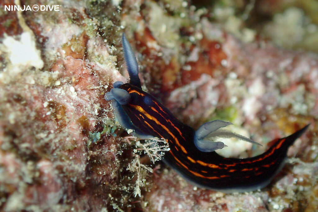 NINJA DIVE 忍者ダイブ 貸し切り プライベート チャーター ファンダイビング ボートダイビング グアム ダイビング ビギナー 初心者 少人数 バラクーダロック アメリカンタンカー マクロ撮影 リュウグウウミウシ