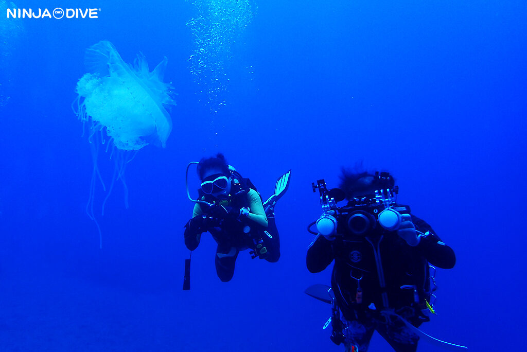 NINJA DIVE 忍者ダイブ 貸し切り プライベート チャーター ファンダイビング ボートダイビング グアム ダイビング ビギナー 初心者 少人数 フルーホール ハーレーリーフ マクロ撮影