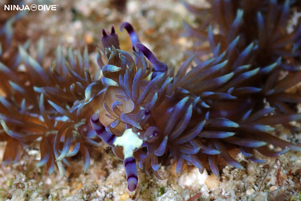 NINJA DIVE 忍者ダイブ 貸し切り プライベート チャーターボート ボートチャーター ファンダイビング ボートダイビング ビーチダイビング ナイトダイビング ナイトダイブ グアム ダイビング ビギナー 初心者 少人数 ウミウシ ダイビングショップ グアム ムカデミノウミウシ ナマコ ネオンモウミウシ ウミシダ 玉ボケ