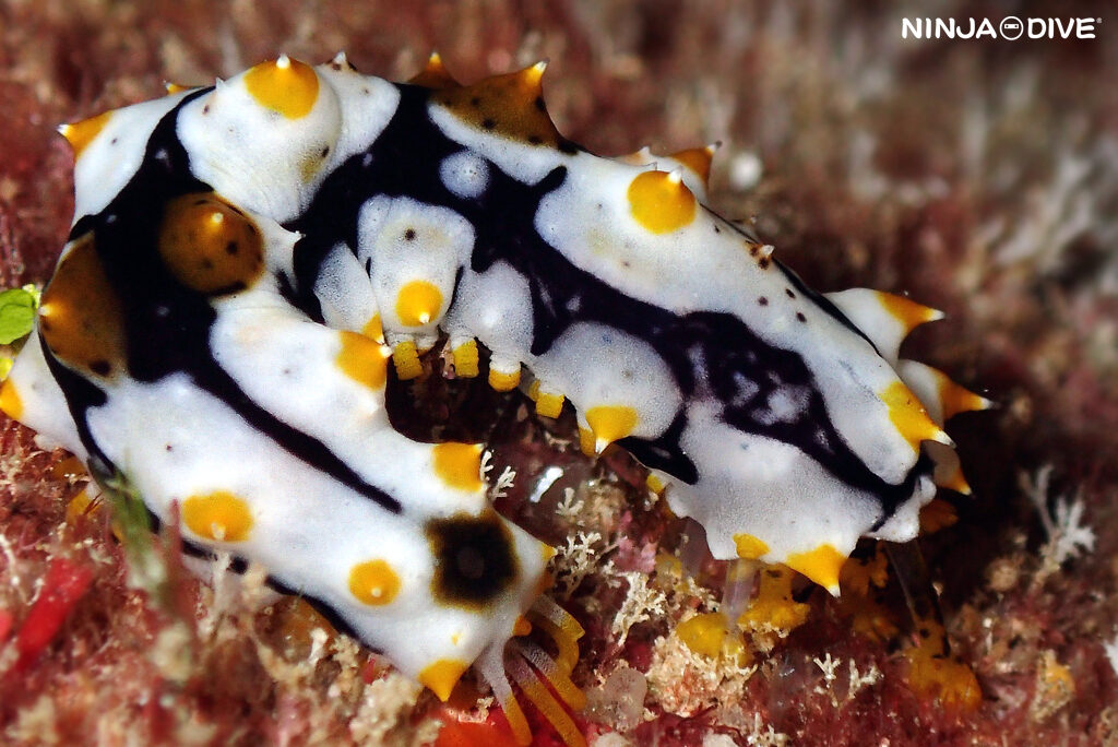 NINJA DIVE 忍者ダイブ 貸し切り プライベート チャーターボート ボートチャーター ファンダイビング ボートダイビング ビーチダイビング ナイトダイビング ナイトダイブ グアム ダイビング ビギナー 初心者 少人数 ウミウシ ダイビングショップ グアム ムカデミノウミウシ ナマコ ネオンモウミウシ ウミシダ 玉ボケ