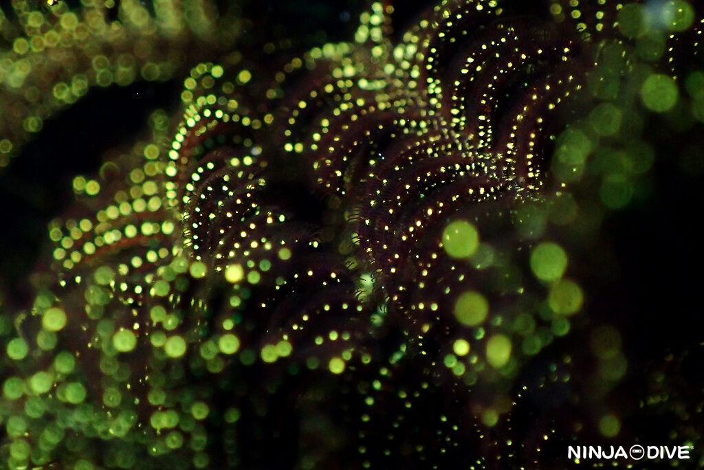 NINJA DIVE 忍者ダイブ 貸し切り プライベート チャーターボート ボートチャーター ファンダイビング ボートダイビング ビーチダイビング ナイトダイビング ナイトダイブ グアム ダイビング ビギナー 初心者 少人数 ウミウシ ダイビングショップ グアム ムカデミノウミウシ ナマコ ネオンモウミウシ ウミシダ 玉ボケ