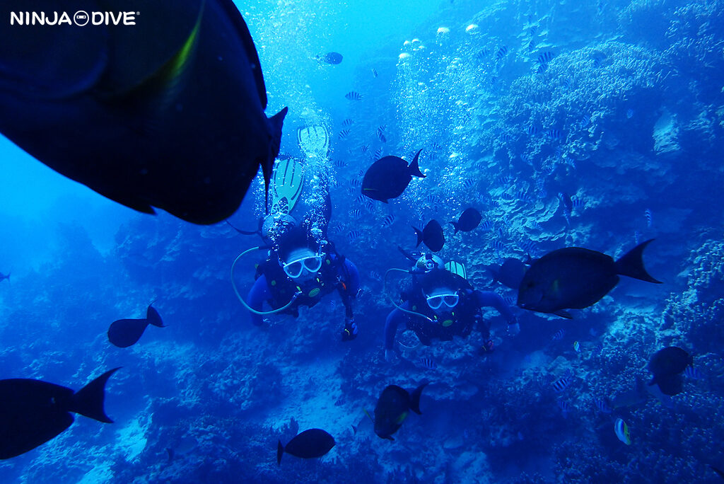 NINJA DIVE 忍者ダイブ 貸し切り プライベート チャーター ファンダイビング ボートダイビング グアム ダイビング ビギナー 初心者 少人数 ダイビングショップ アドバンス ライセンス講習 AOW