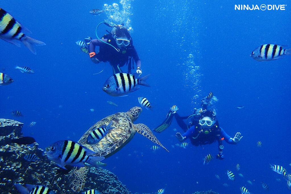 NINJA DIVE 忍者ダイブ 貸し切り プライベート チャーター ファンダイビング ボートダイビング グアム ダイビング ビギナー 初心者 少人数 ダイビングショップ アドバンス ライセンス講習 AOW