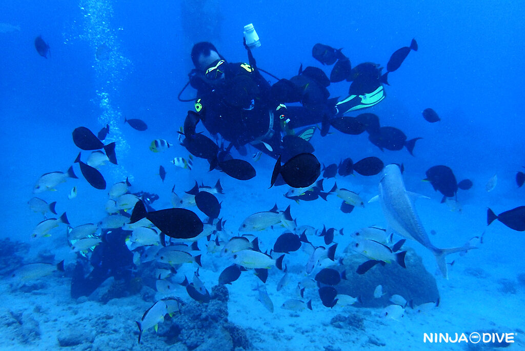 NINJA DIVE 忍者ダイブ 貸し切り プライベート ビーチダイビング グアム ファンダイビング ビギナー 初心者 ダイビングショップ 水中展望台 ウミウシ ピティボムホール マクロ ビーチダイビング ナイト ナイトダイビング