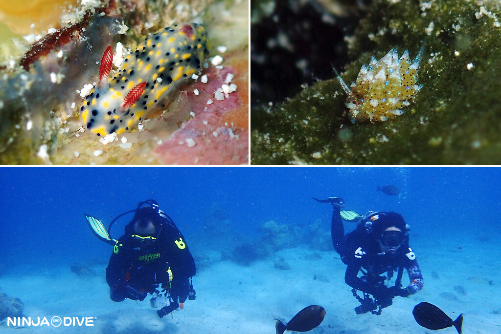 NINJA DIVE 忍者ダイブ 貸し切り プライベート ビーチダイビング グアム ファンダイビング ビギナー 初心者 ダイビングショップ 水中展望台 ウミウシ ピティボムホール マクロ ビーチダイビング ナイト ナイトダイビング
