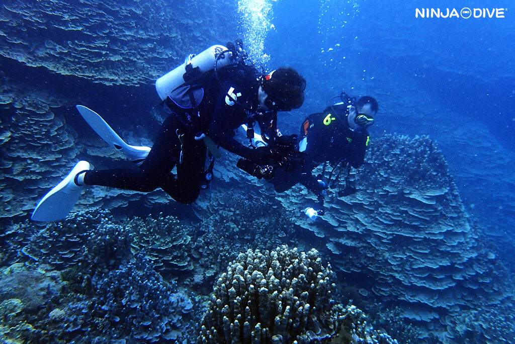 NINJA DIVE 忍者ダイブ 貸し切り プライベート チャーター ファンダイビング ボートダイビング グアム ダイビング ビギナー 初心者 少人数 ブルーホール フィンガーリーフ ウェスタンショールズ マクロ ウミウシ ナイト