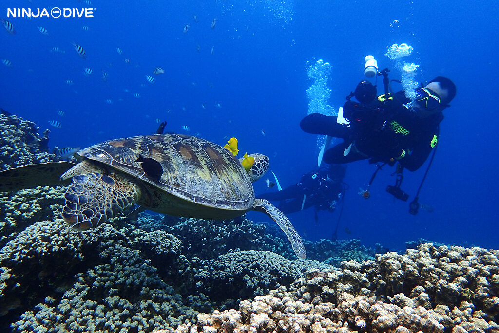 NINJA DIVE 忍者ダイブ 貸し切り プライベート チャーター ファンダイビング ボートダイビング グアム ダイビング ビギナー 初心者 少人数 ブルーホール フィンガーリーフ ウェスタンショールズ マクロ ウミウシ ナイト