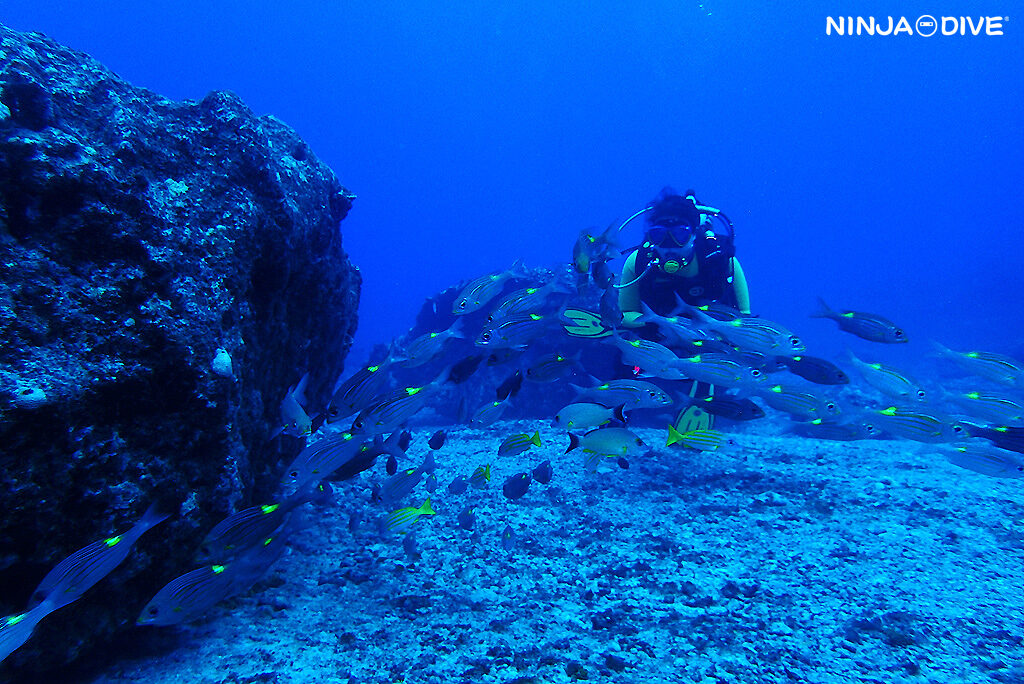 NINJA DIVE 忍者ダイブ 貸し切り プライベート チャーター ファンダイビング ボートダイビング グアム ダイビング ビギナー 初心者 少人数 クレバス マクロ オオイソバナ