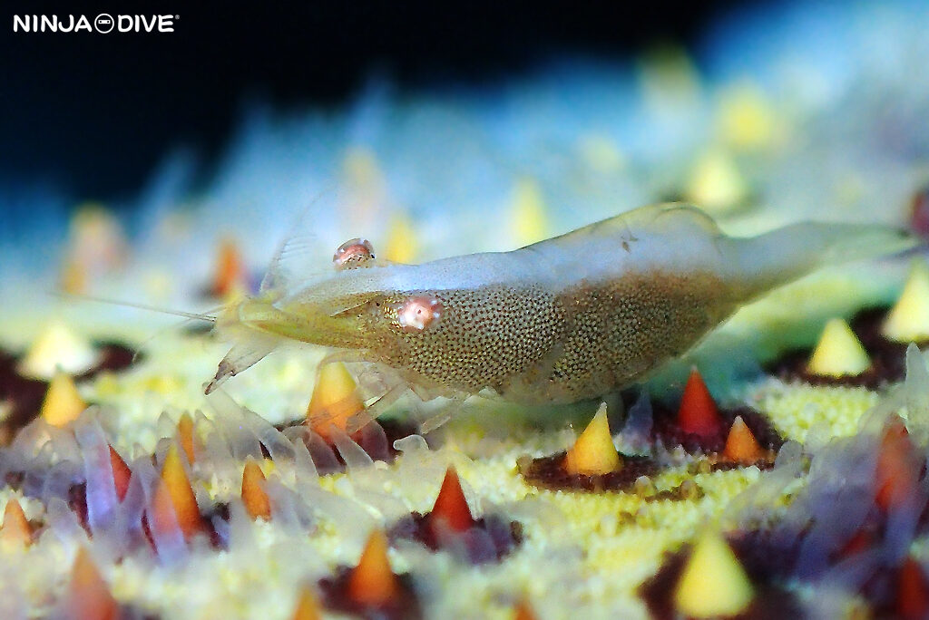 NINJA DIVE 忍者ダイブ 貸し切り プライベート チャーター ファンダイビング ボートダイビング グアム ダイビング ビギナー 初心者 少人数 クレバス マクロ オオイソバナ