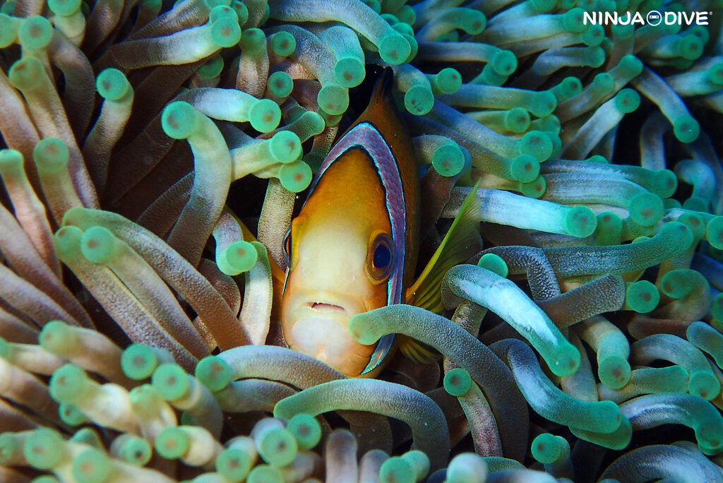 NINJA DIVE 忍者ダイブ 貸し切り プライベート チャーター ファンダイビング ボートダイビング グアム ダイビング ビギナー 初心者 少人数 ブルーホール クマノミ フィンガーリーフ おひとりさま 女子旅