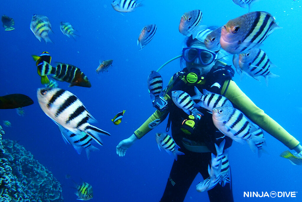 NINJA DIVE 忍者ダイブ 貸し切り プライベート チャーター ファンダイビング ボートダイビング グアム ダイビング ビギナー 初心者 少人数 ブルーホール クマノミ フィンガーリーフ おひとりさま 女子旅