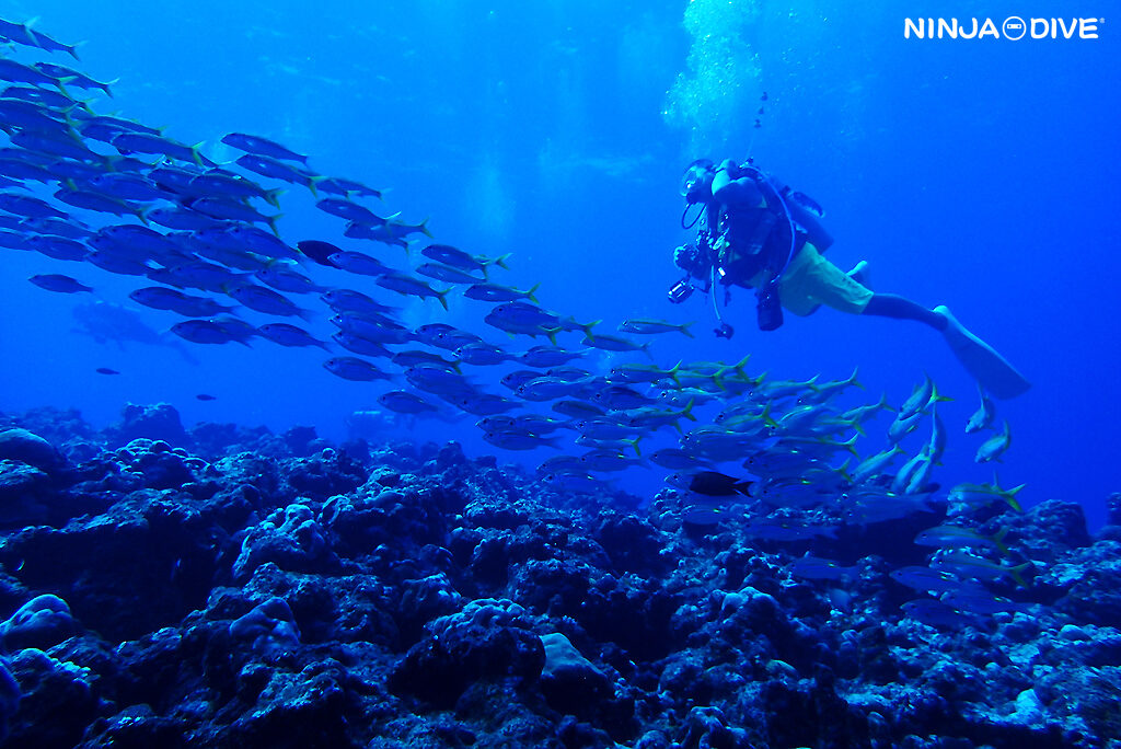 NINJA DIVE 忍者ダイブ 貸し切り プライベート チャーター ファンダイビング ボートダイビング グアム ダイビング ビギナー 初心者 少人数 ブルーアンドホワイト