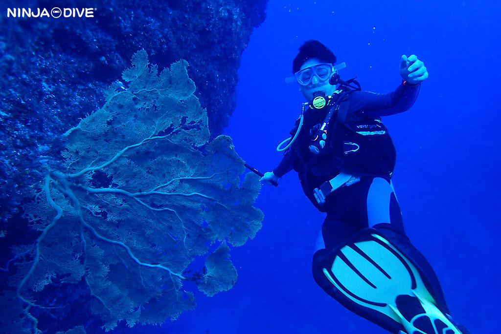 NINJA DIVE 忍者ダイブ 貸し切り プライベート チャーター ファンダイビング ボートダイビング グアム ダイビング ビギナー 初心者 少人数 クレバス オオイソバナ おひとりさま フィンガーリーフ カメ クマノミ