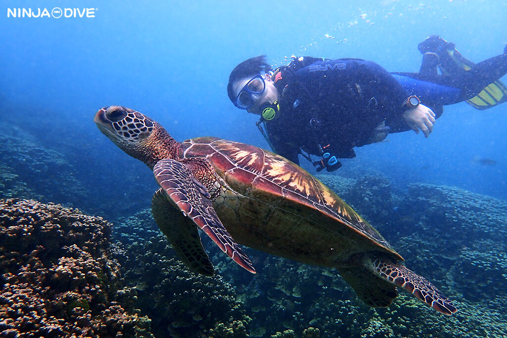 NINJA DIVE 忍者ダイブ 貸し切り プライベート チャーター ファンダイビング ボートダイビング グアム ダイビング ビギナー 初心者 少人数 クレバス オオイソバナ おひとりさま フィンガーリーフ カメ クマノミ