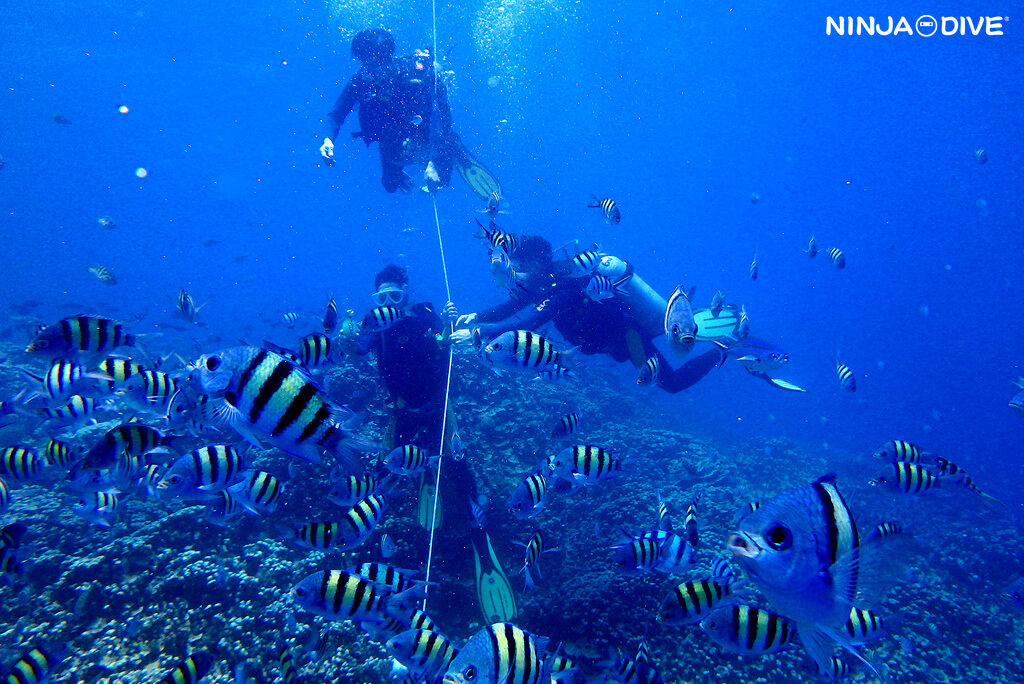 NINJA DIVE 忍者ダイブ 貸し切り プライベート ビーチダイビング グアム 体験ダイビング ビギナー 初心者 ダイビングショップ 水中展望台 お魚いっぱい ピティボムホール 1ビーチ1ボート 社員旅行 カメ