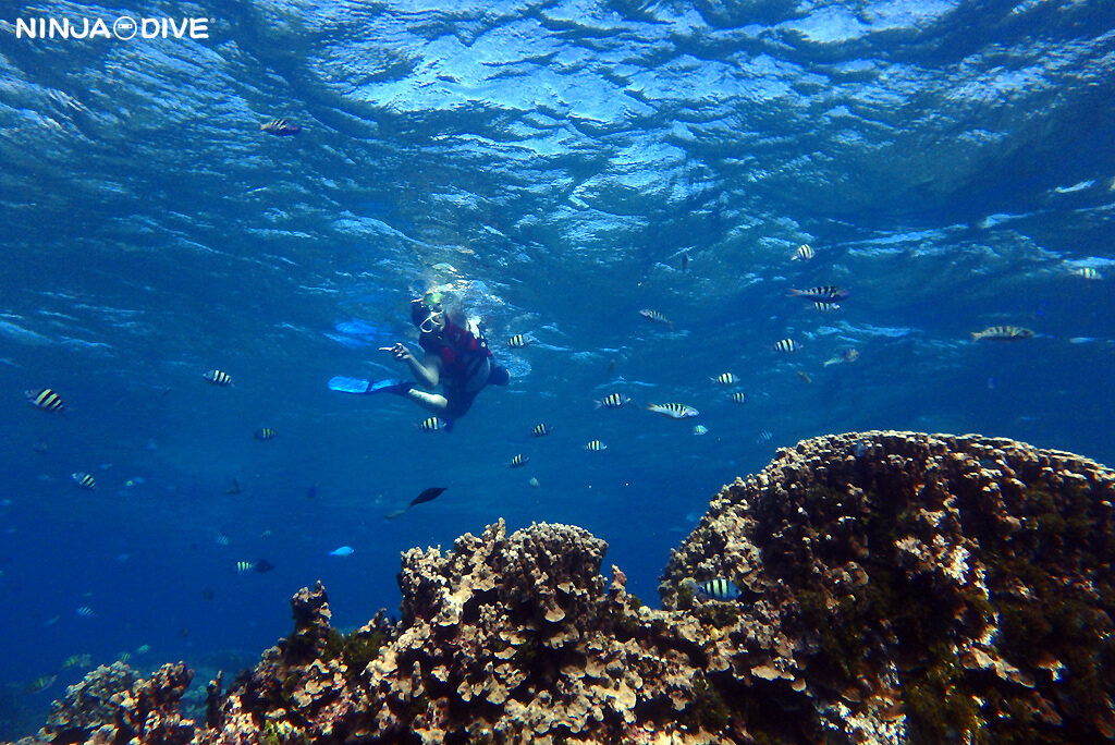 NINJA DIVE 忍者ダイブ 貸し切り プライベート ビーチダイビング グアム 体験ダイビング ビギナー 初心者 ダイビングショップ シュノーケリング スノーケリング お魚いっぱい 1ボート 社員旅行 カメ