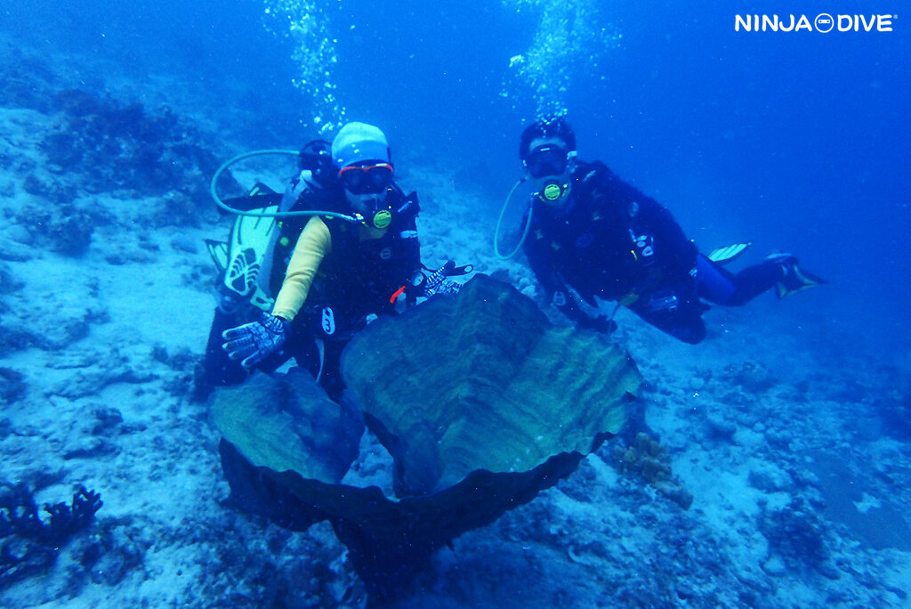 NINJA DIVE 忍者ダイブ 貸し切り プライベート チャーター ファンダイビング ボートダイビング グアム ダイビング ビギナー 初心者 少人数 アメリカンタンカー ブルーアンドホワイト ブランク ビギナー エレファントイヤー キカモヨウウミウシ ウミウシ