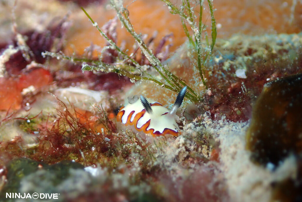 NINJA DIVE 忍者ダイブ 貸し切り プライベート チャーターボート ボートチャーター ファンダイビング ボートダイビング ビーチダイビング ナイトダイビング ナイトダイブ グアム ダイビング ビギナー 初心者 少人数 ウミウシ ダイビングショップ グアム フジナミウミウシ ラベンダーウミウシ ヒブサミノウミウシ