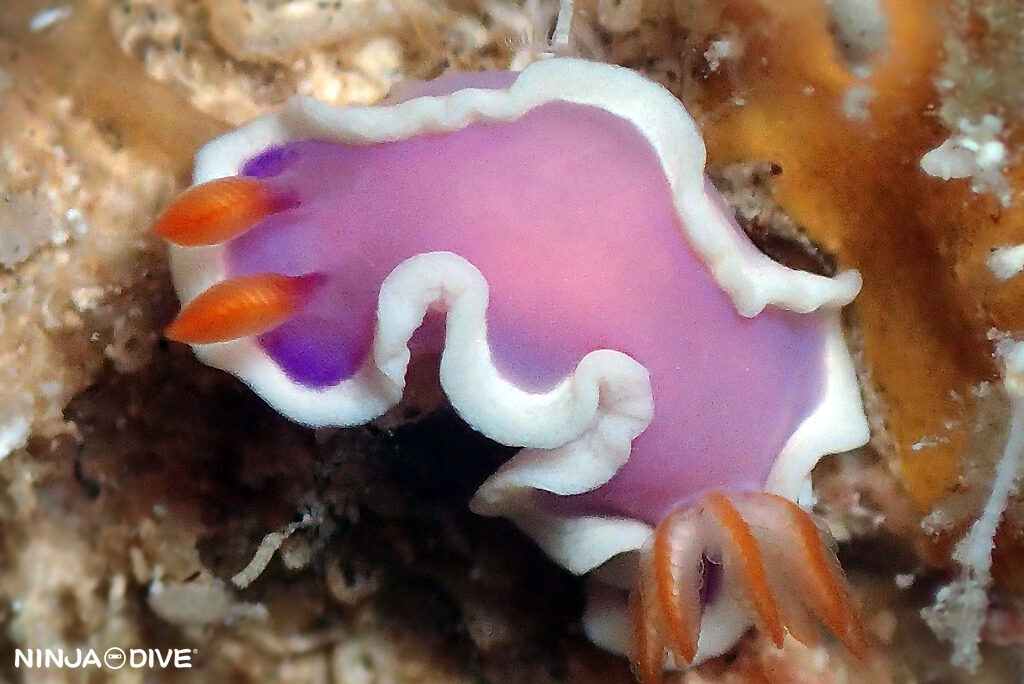 NINJA DIVE 忍者ダイブ 貸し切り プライベート チャーターボート ボートチャーター ファンダイビング ボートダイビング ビーチダイビング ナイトダイビング ナイトダイブ グアム ダイビング ビギナー 初心者 少人数 ウミウシ ダイビングショップ グアム フジナミウミウシ ラベンダーウミウシ ヒブサミノウミウシ