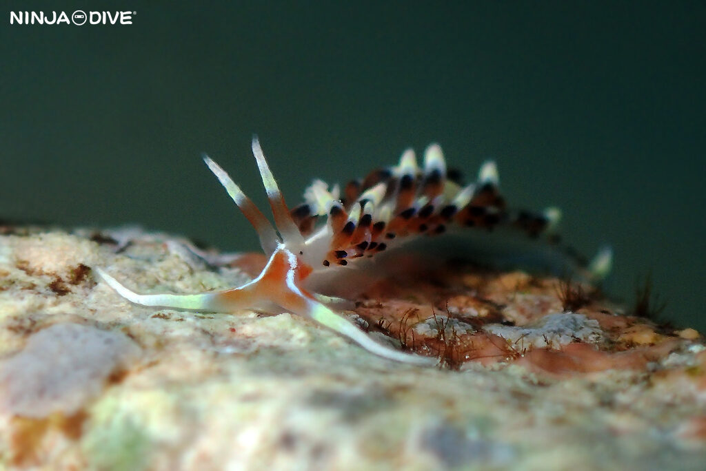NINJA DIVE 忍者ダイブ 貸し切り プライベート チャーターボート ボートチャーター ファンダイビング ボートダイビング ビーチダイビング ナイトダイビング ナイトダイブ グアム ダイビング ビギナー 初心者 少人数 ウミウシ ダイビングショップ グアム フジナミウミウシ ラベンダーウミウシ ヒブサミノウミウシ