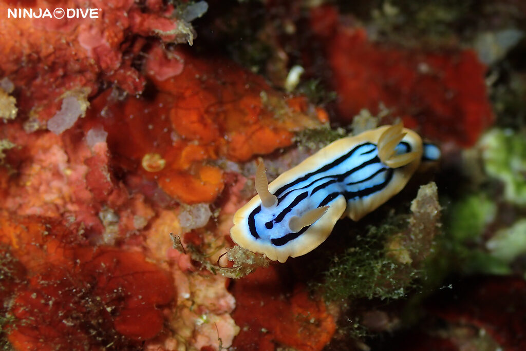 NINJA DIVE 忍者ダイブ 貸し切り プライベート チャーターボート ボートチャーター ファンダイビング ボートダイビング ビーチダイビング ナイトダイビング ナイトダイブ グアム ダイビング ビギナー 初心者 少人数 ウミウシ ダイビングショップ グアム タイガーバタフライ クロスジウロコウミウシ エリザベスウミウシ ネオンモウミウシ