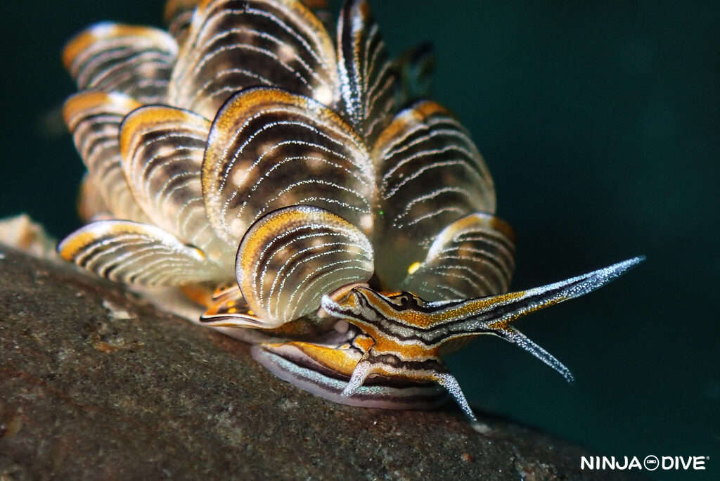 NINJA DIVE 忍者ダイブ 貸し切り プライベート チャーターボート ボートチャーター ファンダイビング ボートダイビング ビーチダイビング ナイトダイビング ナイトダイブ グアム ダイビング ビギナー 初心者 少人数 ウミウシ ダイビングショップ グアム タイガーバタフライ クロスジウロコウミウシ エリザベスウミウシ ネオンモウミウシ