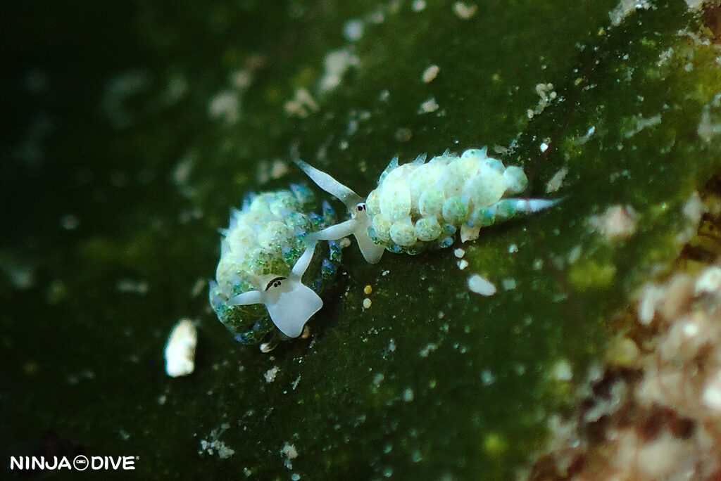 NINJA DIVE 忍者ダイブ 貸し切り プライベート チャーターボート ボートチャーター ファンダイビング ボートダイビング ビーチダイビング ナイトダイビング ナイトダイブ グアム ダイビング ビギナー 初心者 少人数 ウミウシ ダイビングショップ グアム タイガーバタフライ クロスジウロコウミウシ エリザベスウミウシ ネオンモウミウシ