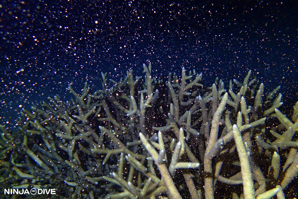 NINJA DIVE 忍者ダイブ 貸し切り プライベート チャーターボート ボートチャーター ファンダイビング ボートダイビング ビーチダイビング ナイトダイビング ナイトダイブ グアム ダイビング ビギナー 初心者 少人数 ウミウシ ダイビングショップ グアム ダイビングショップ 珊瑚 産卵 サンゴの産卵 サンゴ ビーチダイビング トゲスギミドリイシ ミドリイシ 放卵 バンドル 