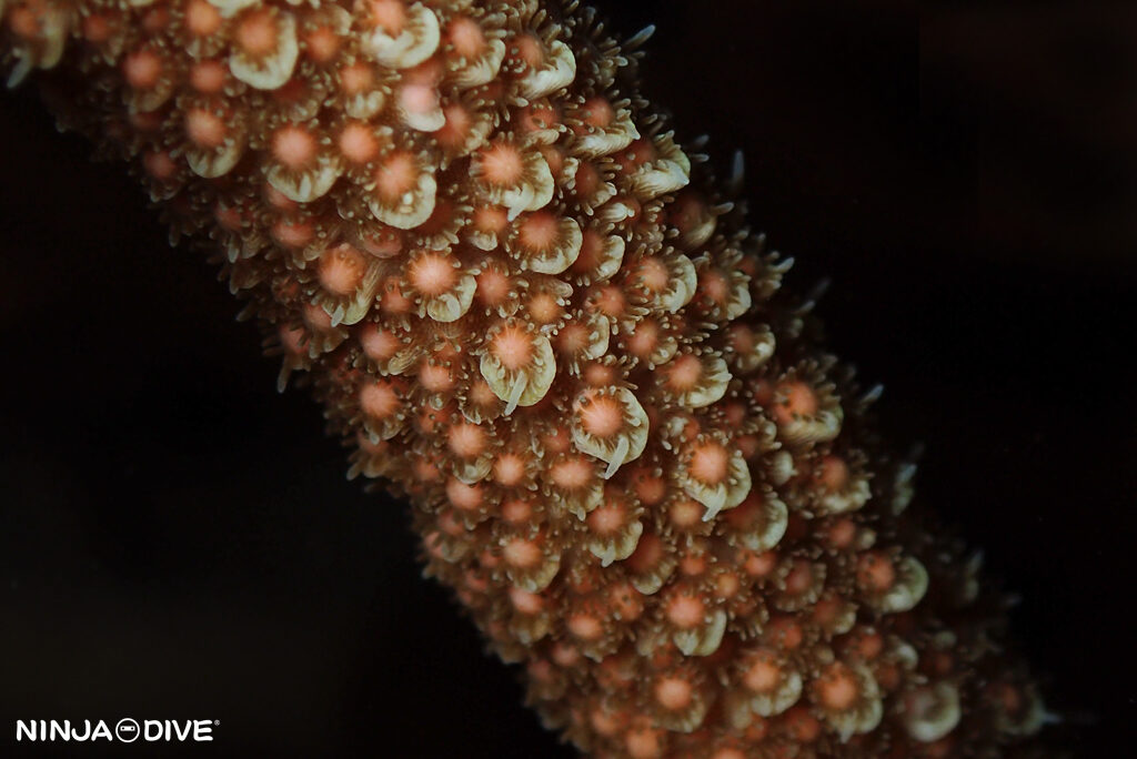 NINJA DIVE 忍者ダイブ 貸し切り プライベート チャーターボート ボートチャーター ファンダイビング ボートダイビング ビーチダイビング ナイトダイビング ナイトダイブ グアム ダイビング ビギナー 初心者 少人数 ウミウシ ダイビングショップ グアム ダイビングショップ 珊瑚 産卵 サンゴの産卵 サンゴ ビーチダイビング トゲスギミドリイシ ミドリイシ 放卵 バンドル